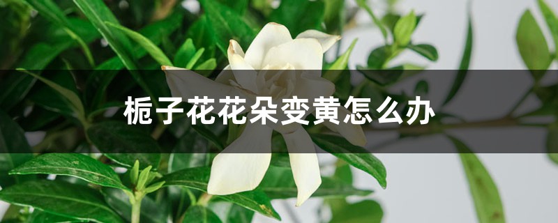 栀子花花朵变黄怎么办