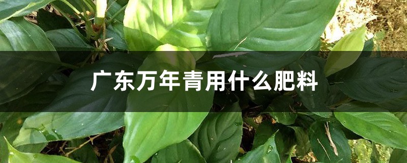 广东万年青用什么肥料