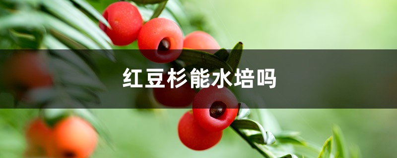 红豆杉能水培吗