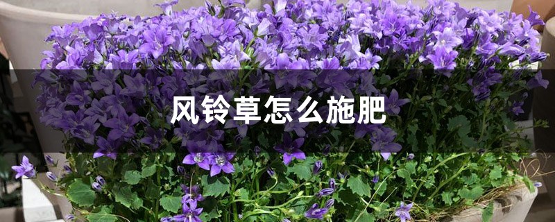 风铃草怎么施肥