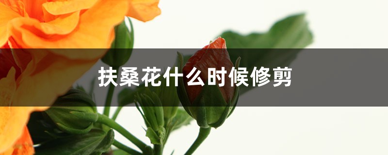 扶桑花什么时候修剪