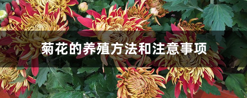 菊花的养殖方法和注意事项