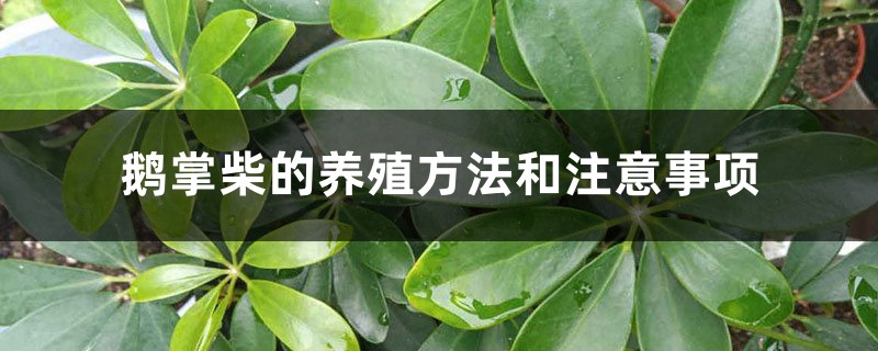 鹅掌柴的养殖方法和注意事项