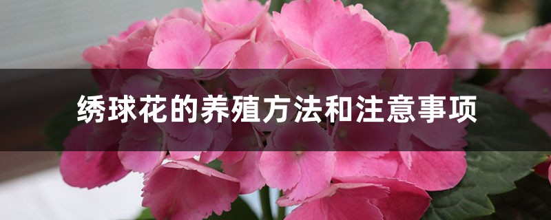 绣球花的养殖方法和注意事项