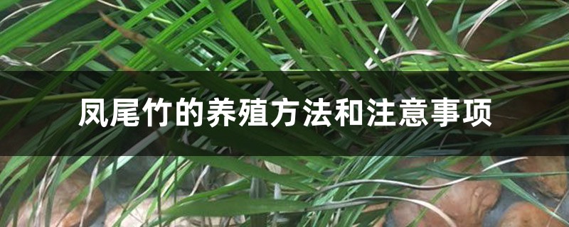 凤尾竹的养殖方法和注意事项