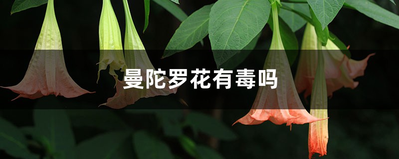 曼陀罗花有毒吗