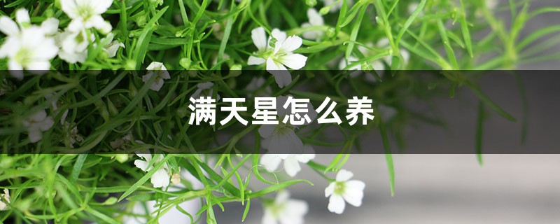 满天星怎么养