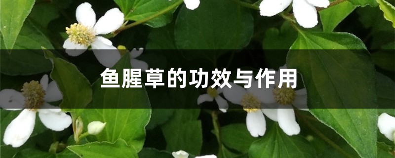 鱼腥草的功效与作用