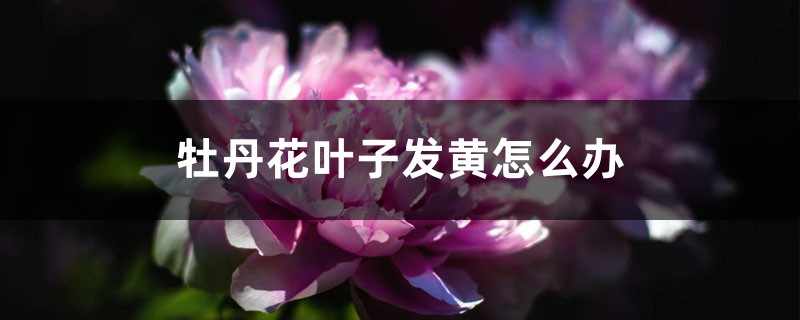 牡丹花叶子发黄怎么办