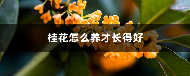 桂花怎么养才长得好