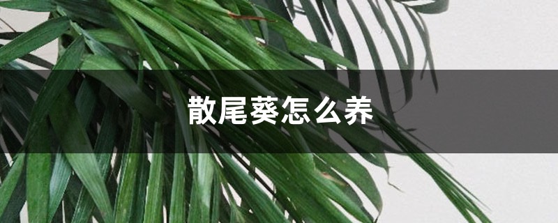 散尾葵怎么养