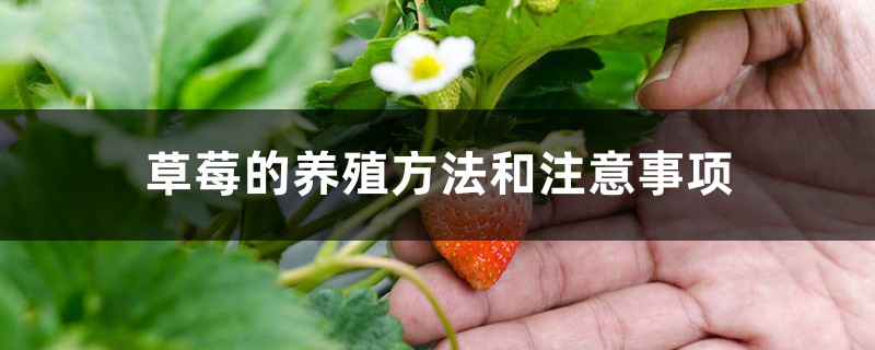 草莓的养殖方法和注意事项