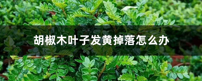 胡椒木叶子发黄掉落怎么办