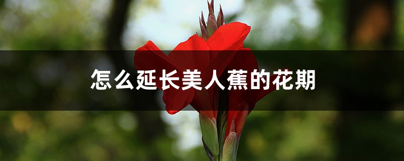 怎么延长美人蕉的花期