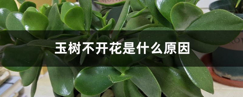 玉树不开花是什么原因