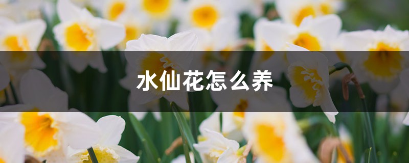 水仙花怎么养