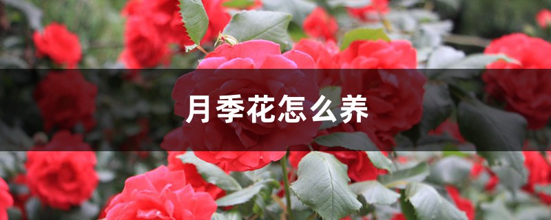 月季花怎么养