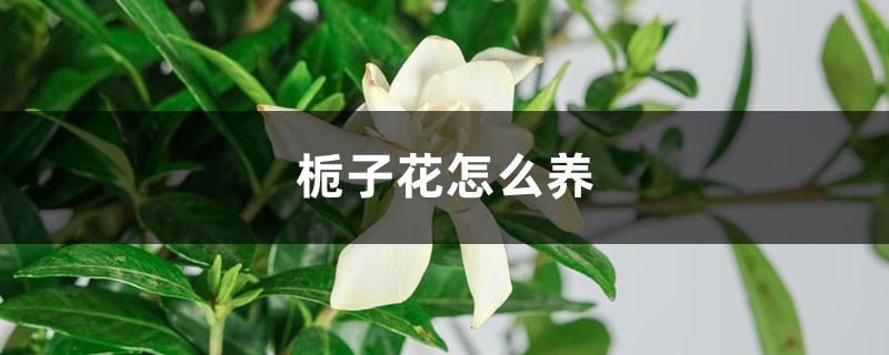 栀子花怎么养