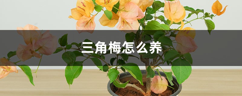 三角梅怎么养