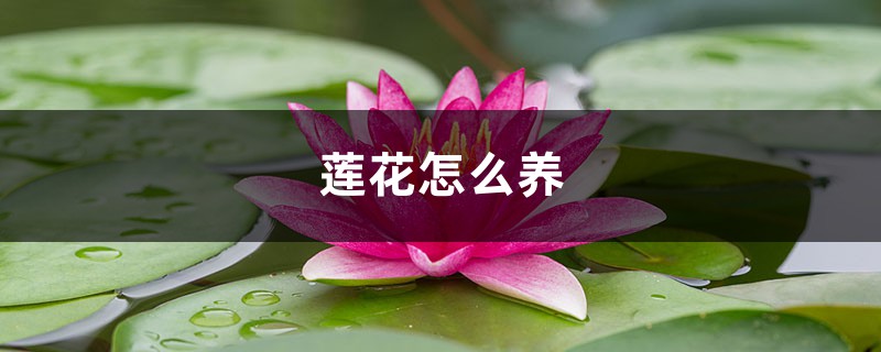 莲花怎么养