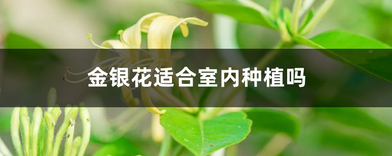 金银花适合室内种植吗