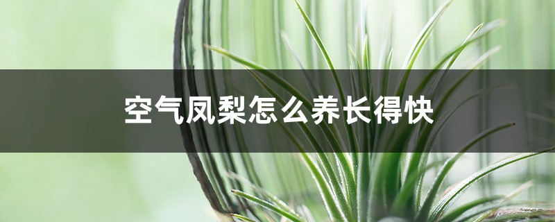 空气凤梨怎么养长得快