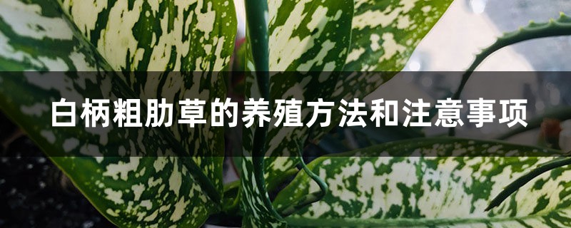 白柄粗肋草的养殖方法和注意事项