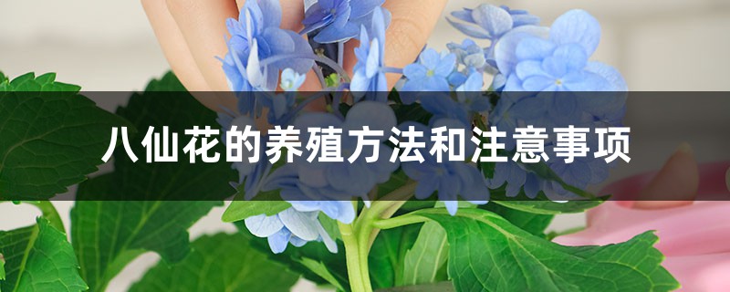 八仙花的养殖方法和注意事项