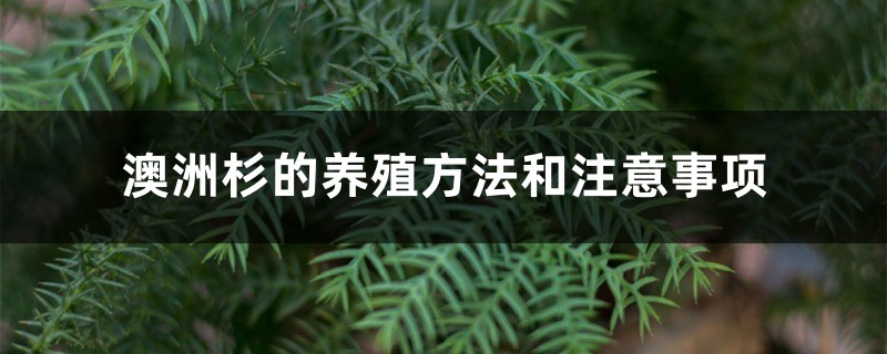 澳洲杉的养殖方法和注意事项