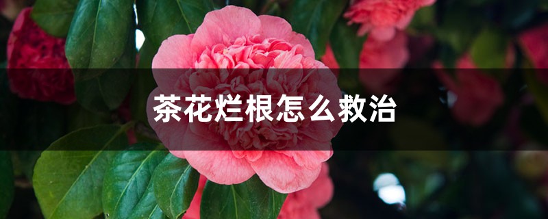 茶花烂根怎么救治