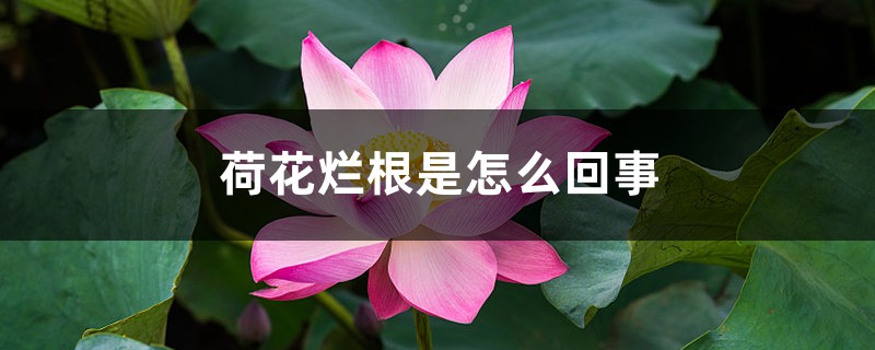 荷花烂根是怎么回事