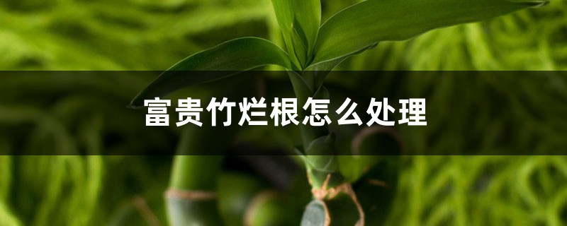 富贵竹烂根怎么处理