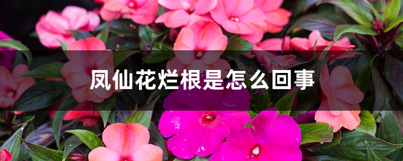 凤仙花烂根是怎么回事