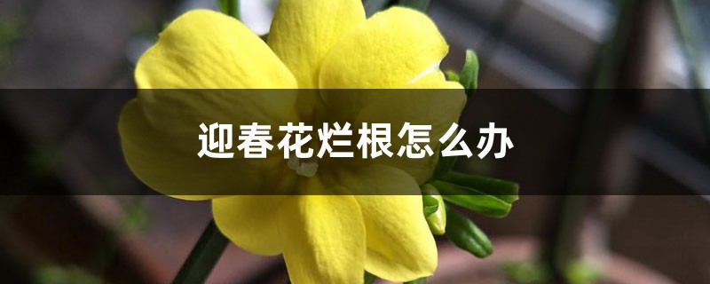 迎春花烂根怎么办