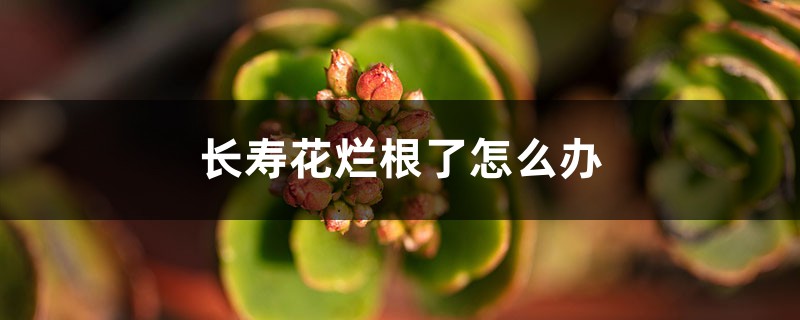 长寿花烂根了怎么办