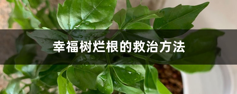 幸福树烂根的救治方法