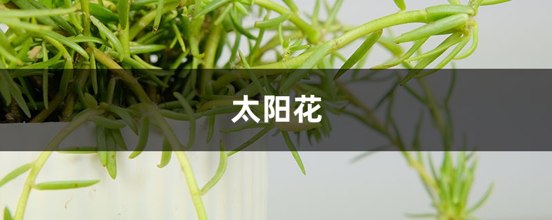 他把太阳花养成了老桩，邻居看了羡慕得眼红！