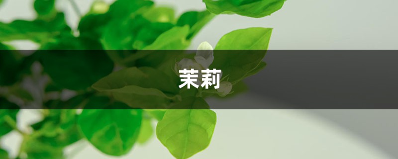 栀子茉莉喝了它，花朵砰砰爆满盆，黄叶烂根全没了！