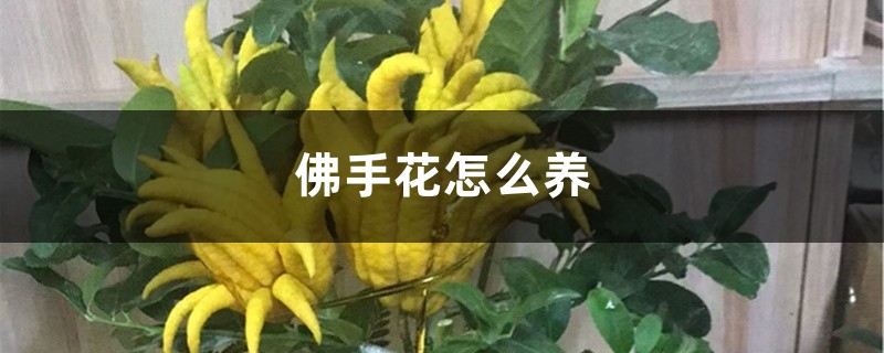 佛手花怎么养