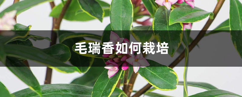 毛瑞香如何栽培