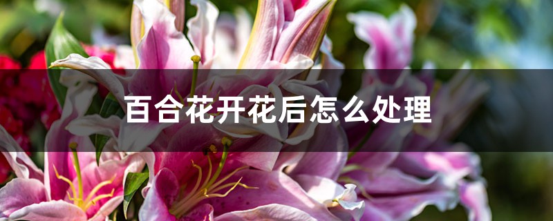 百合花开花后怎么处理