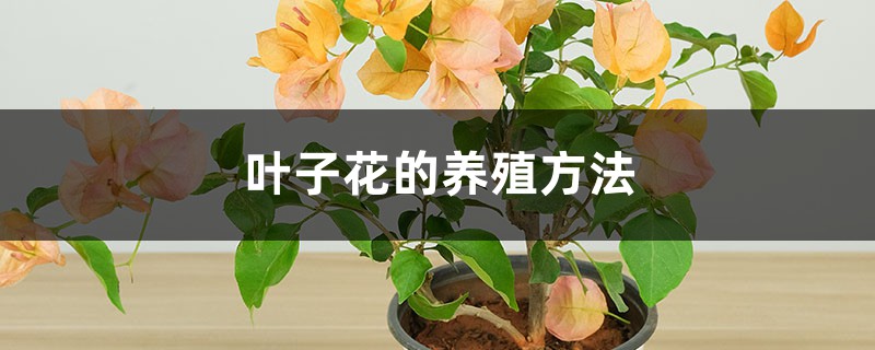 叶子花的养殖方法