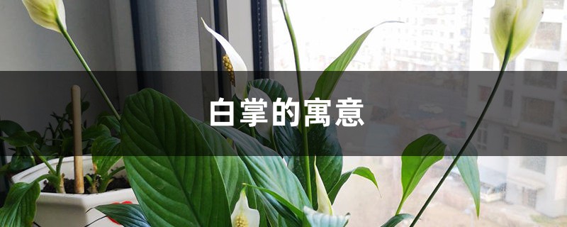 白掌的寓意