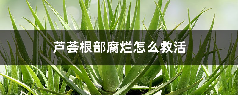 芦荟根部腐烂怎么救活