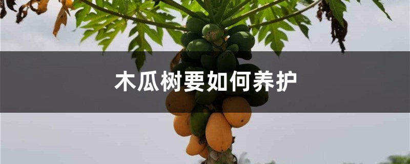 木瓜树要如何养护