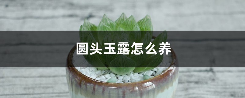 圆头玉露怎么养