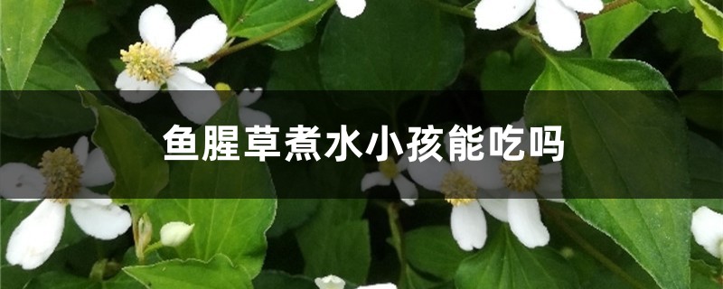 鱼腥草煮水小孩能吃吗