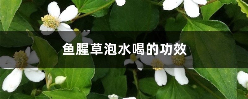 鱼腥草泡水喝的功效