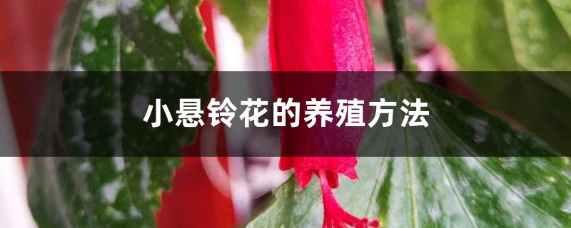 小悬铃花的养殖方法