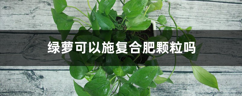 绿萝可以施复合肥颗粒吗